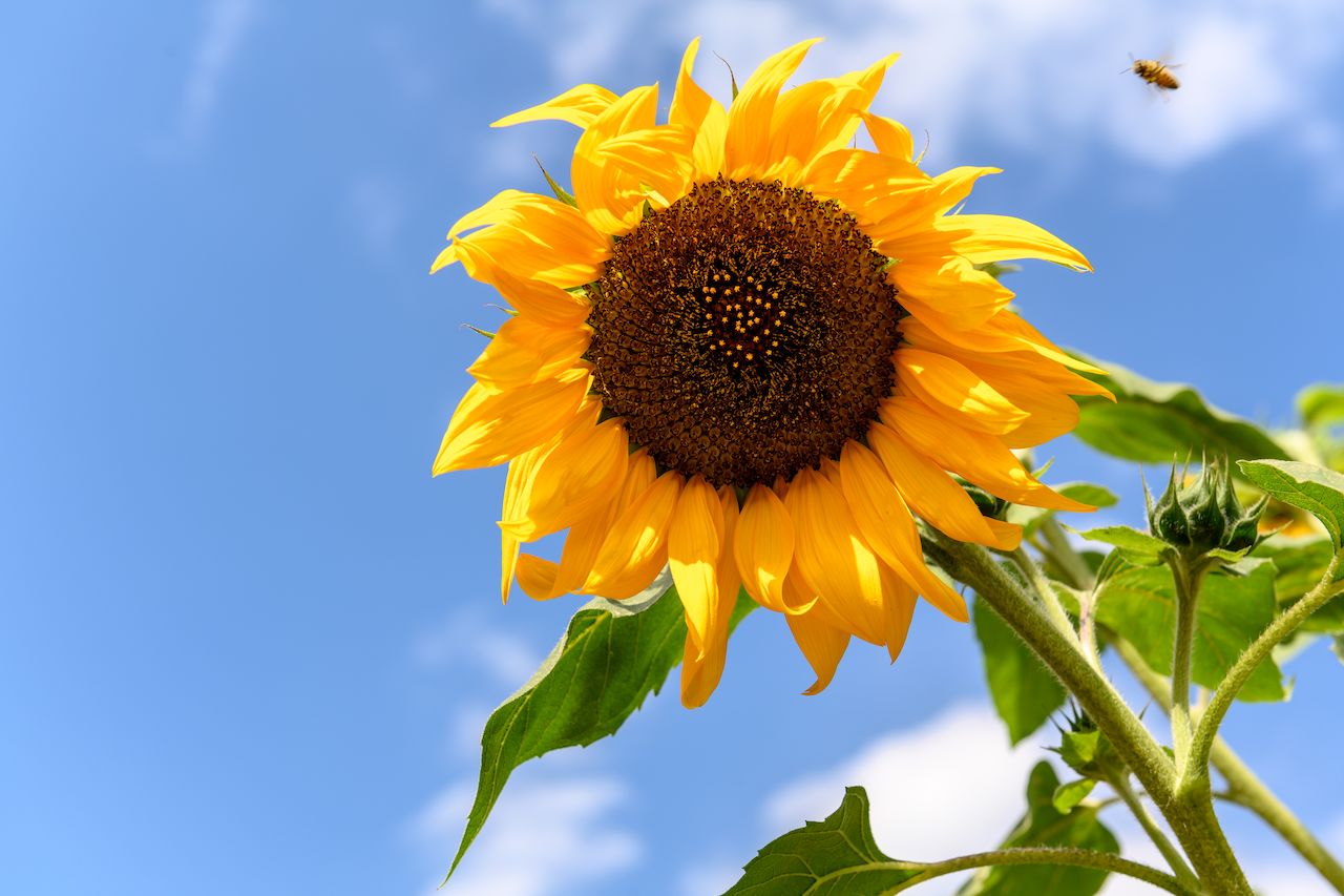 A large sunflower with bright yellow petals and green leaves against a blue sky, with a bee flying nearby.