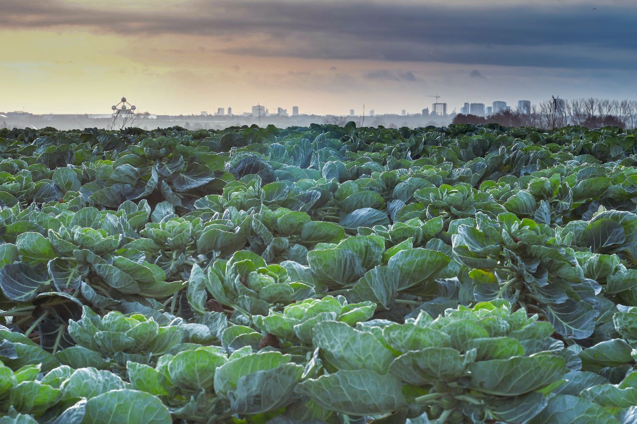 Brussels sprouts with Brussels' skyline in the background
