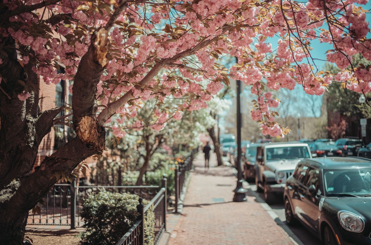 A tree with pink flowers.