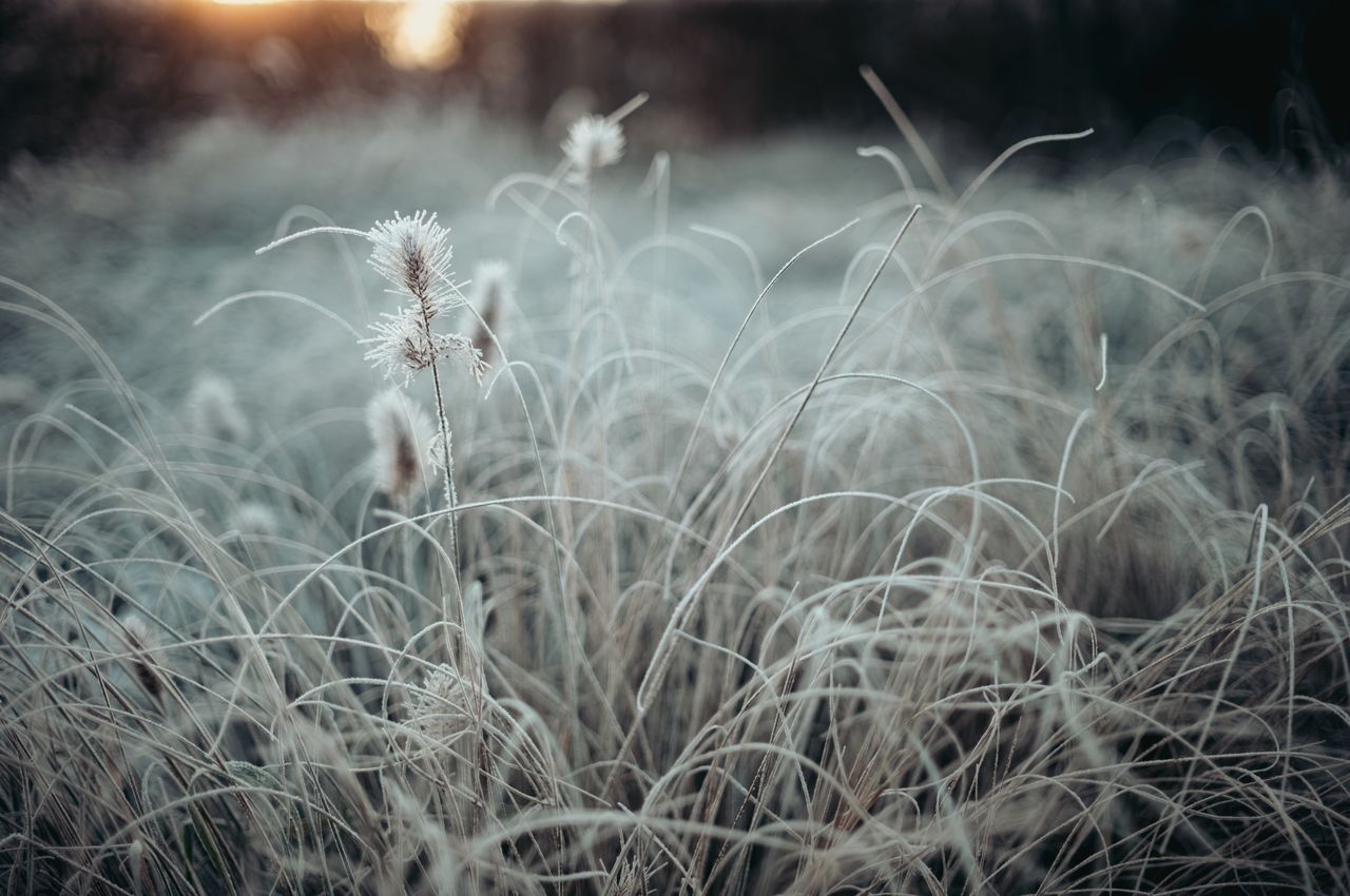 Frost clinging to the long leaves of a plant.