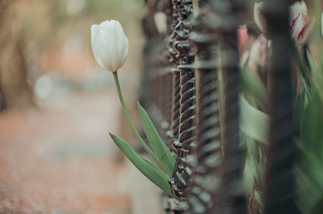A white flower growing through a fence.