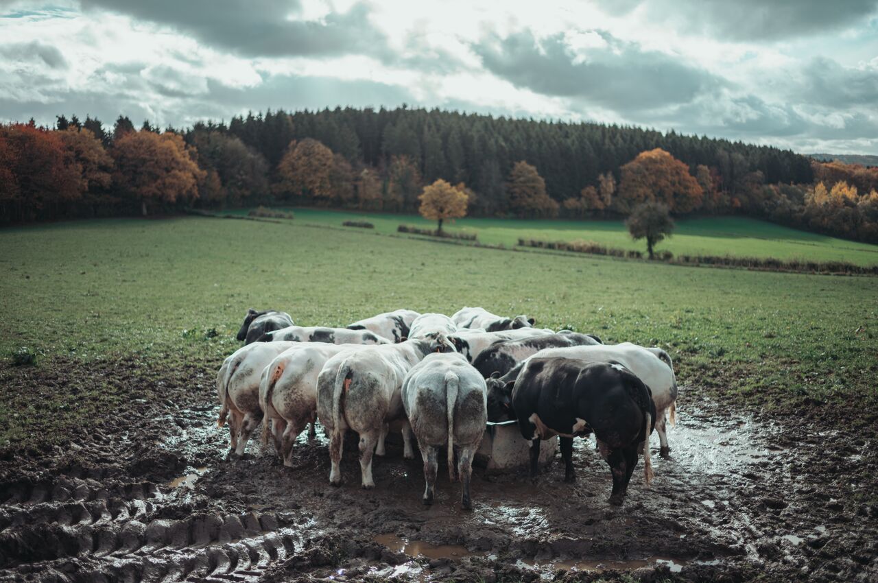Cattle gathered around a feeding trough in a muddy field under a gray autumn sky.