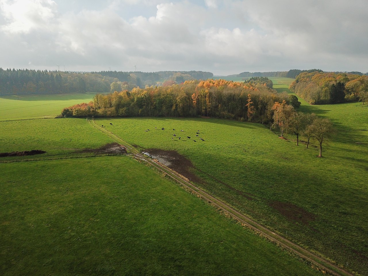 Aerial view of a green field with cows grazing near a dirt path, surrounded by trees with autumn colors.