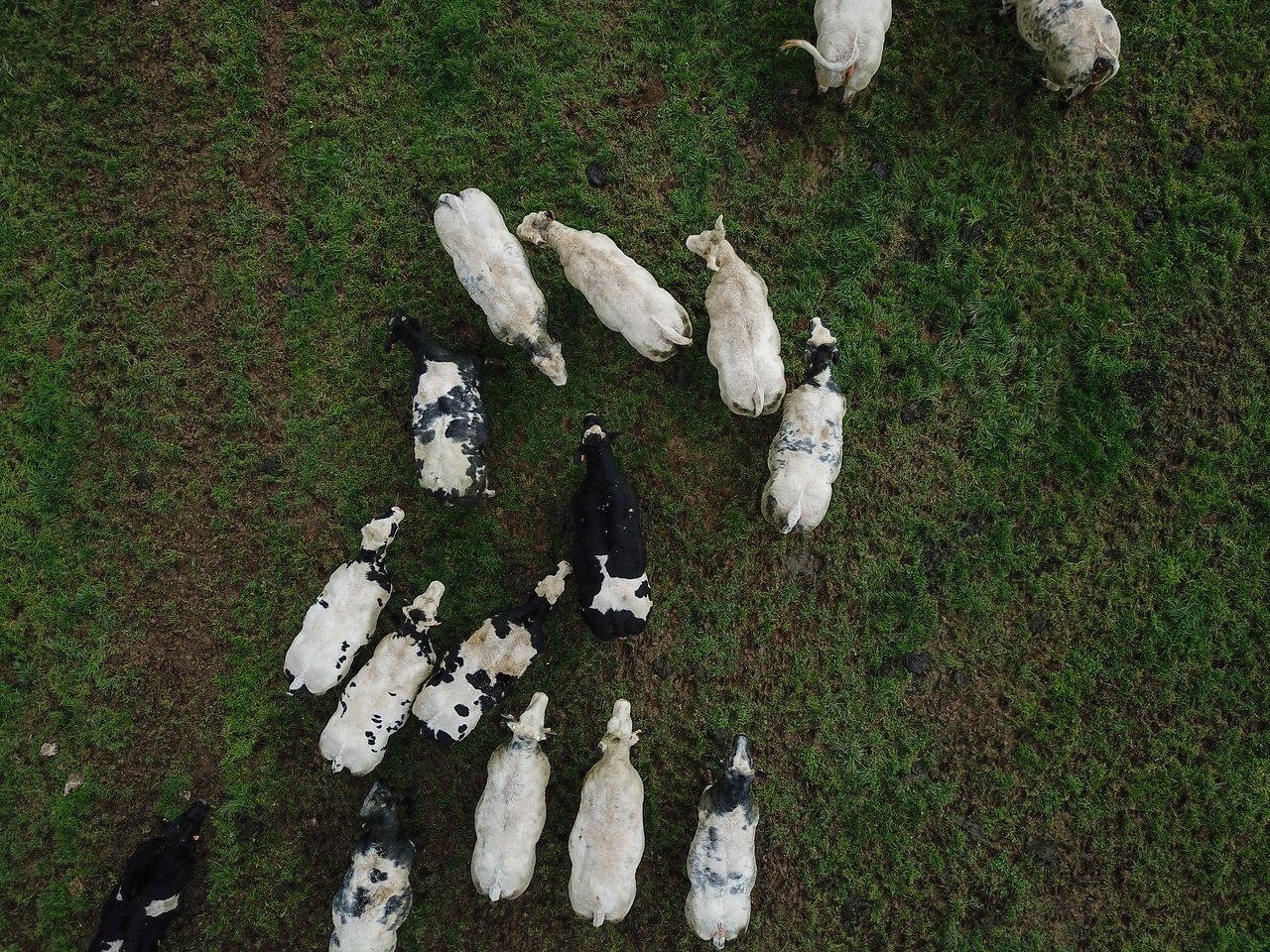 A group of black and white cows standing and moving on a grassy field, viewed from above.
