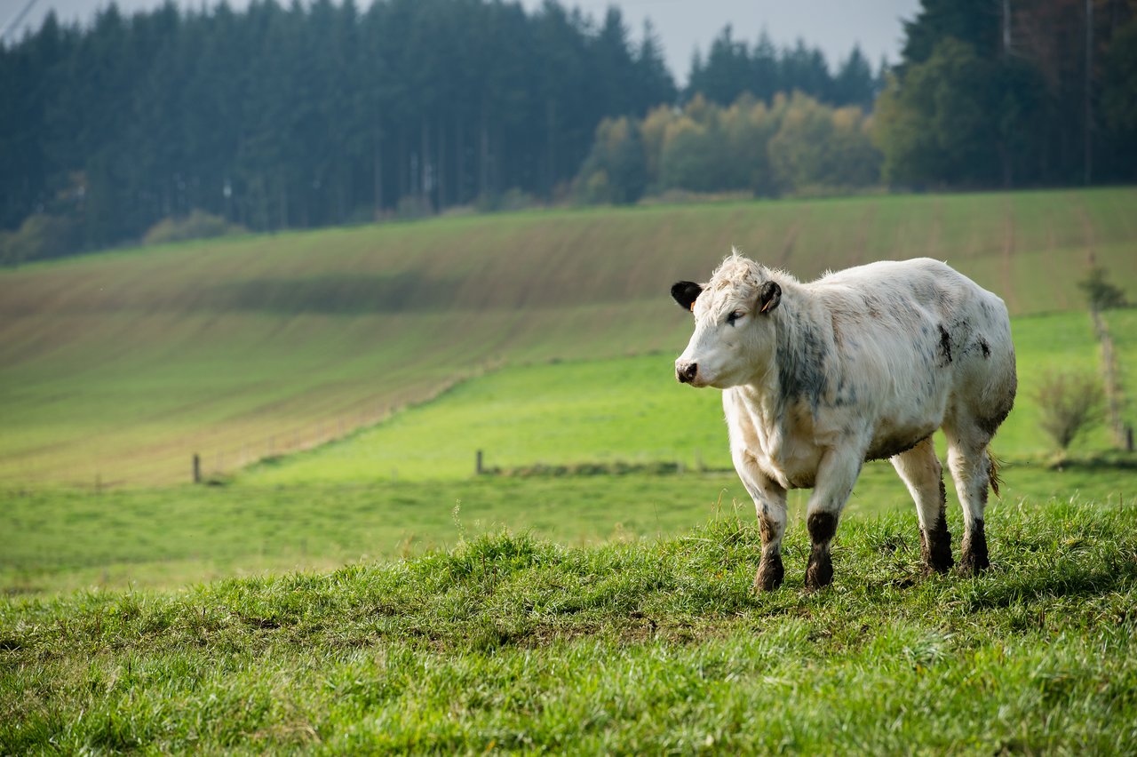 A white cow with black markings stands on a grassy hill in a rural landscape.
