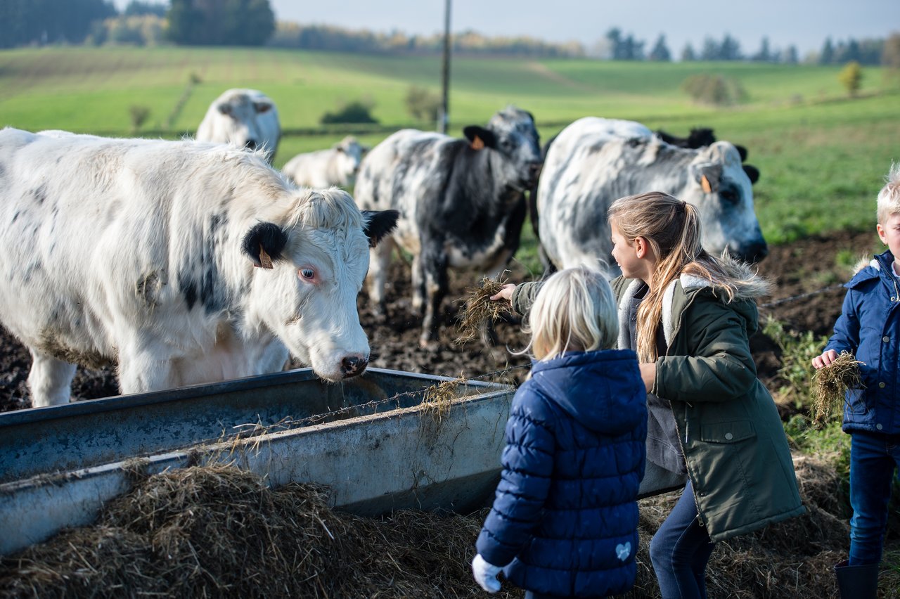 Children in warm jackets feed hay to cows at a metal trough in a grassy field.