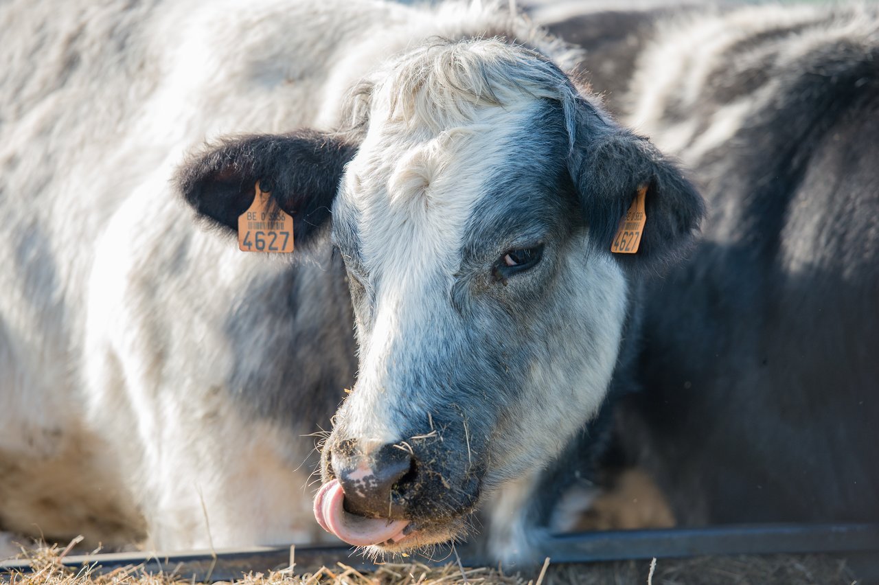 A black and white cow with ear tags licks its nose while eating hay.
