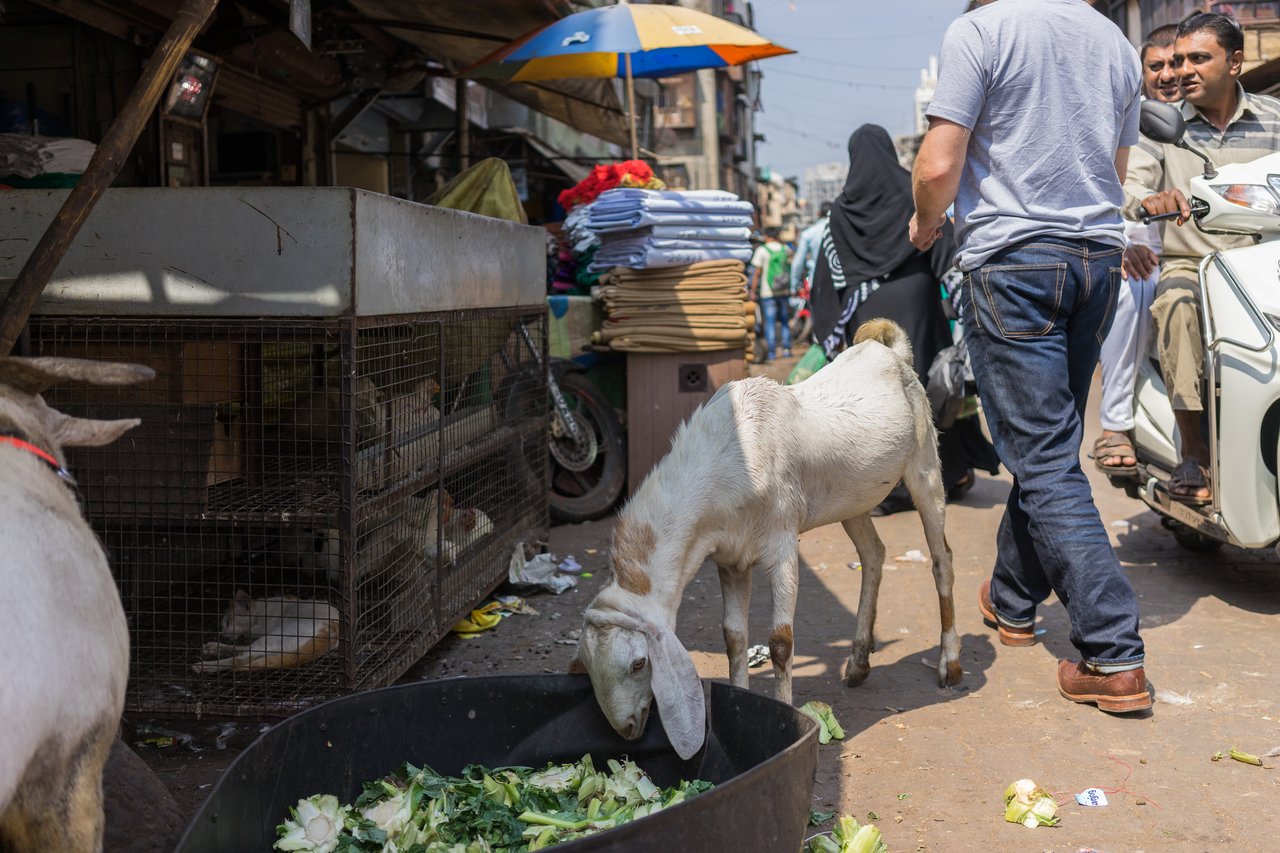 A goat eats vegetable scraps from a large container on a busy street with people and vehicles around.