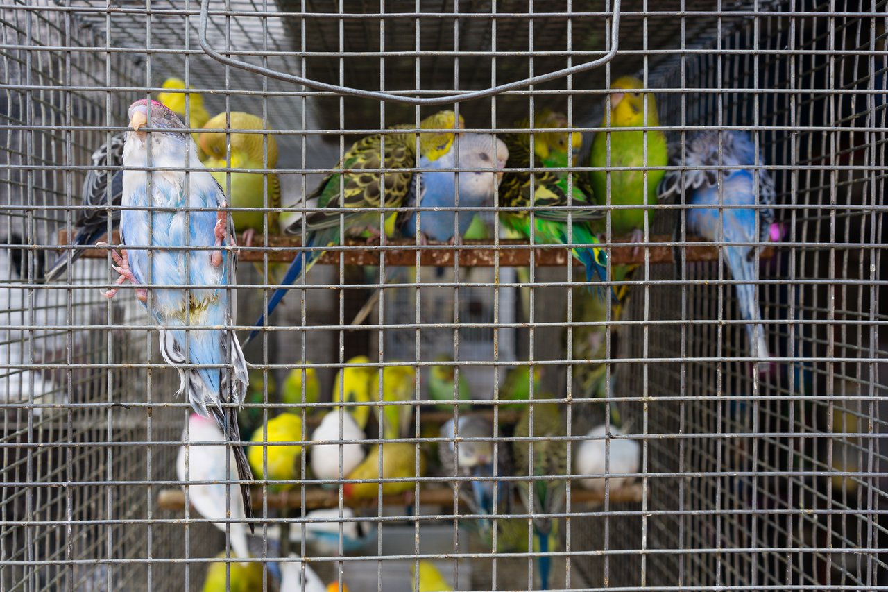 Several colorful parakeets are inside a metal cage, with one bird clinging to the front bars.