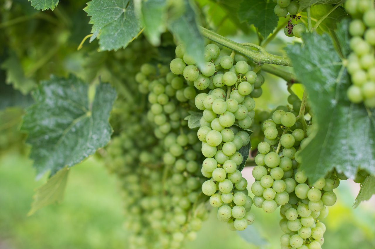 Clusters of green grapes hanging from a vine, surrounded by large green leaves.