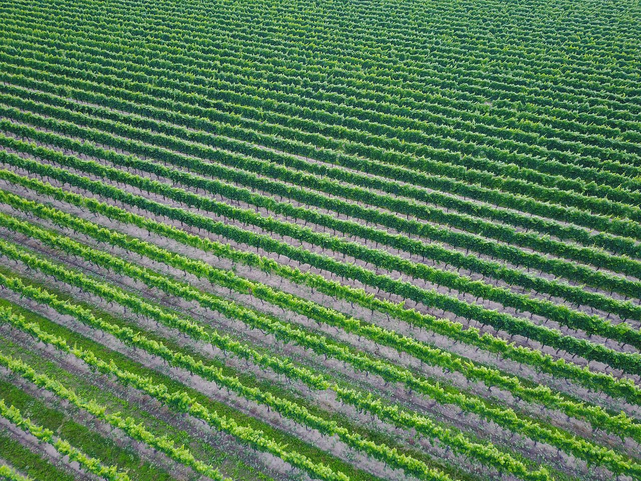 Aerial view of a vineyard with rows of green grapevines growing in neat, parallel lines.