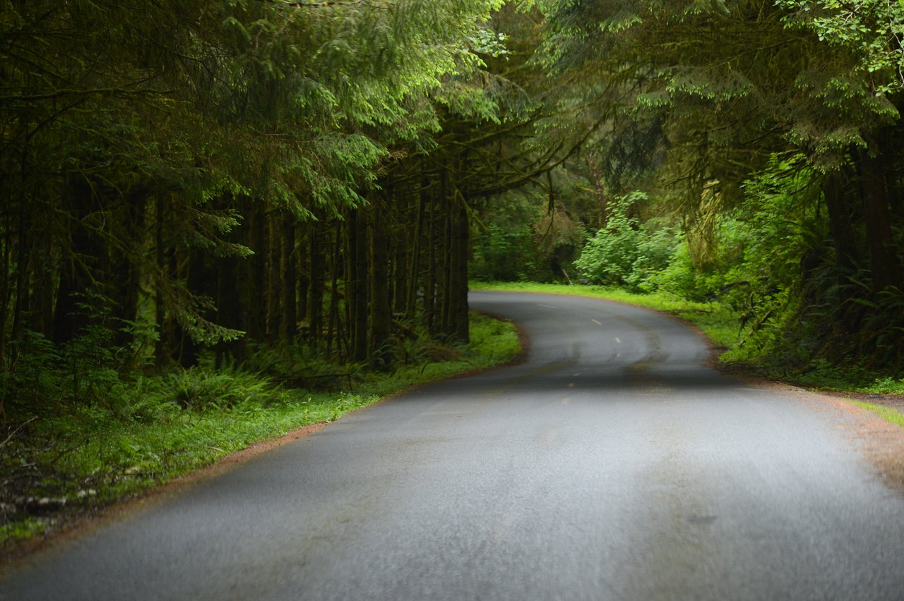 A winding road curves through a dense, green forest with tall trees and lush vegetation on both sides.