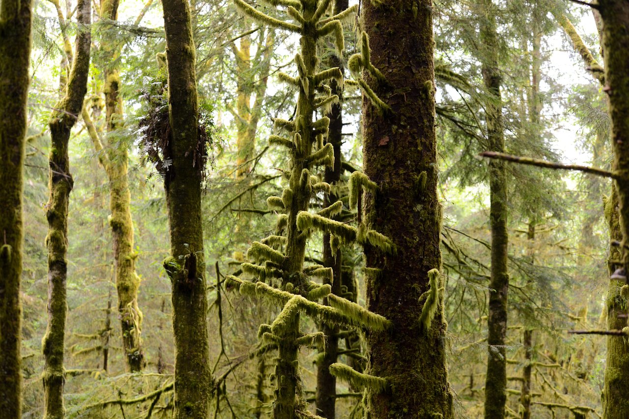 A dense forest with tall trees covered in green moss, creating a lush and natural environment.