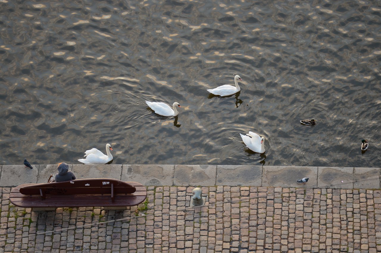 A person sits on a bench by the water, watching swans and ducks swim nearby.