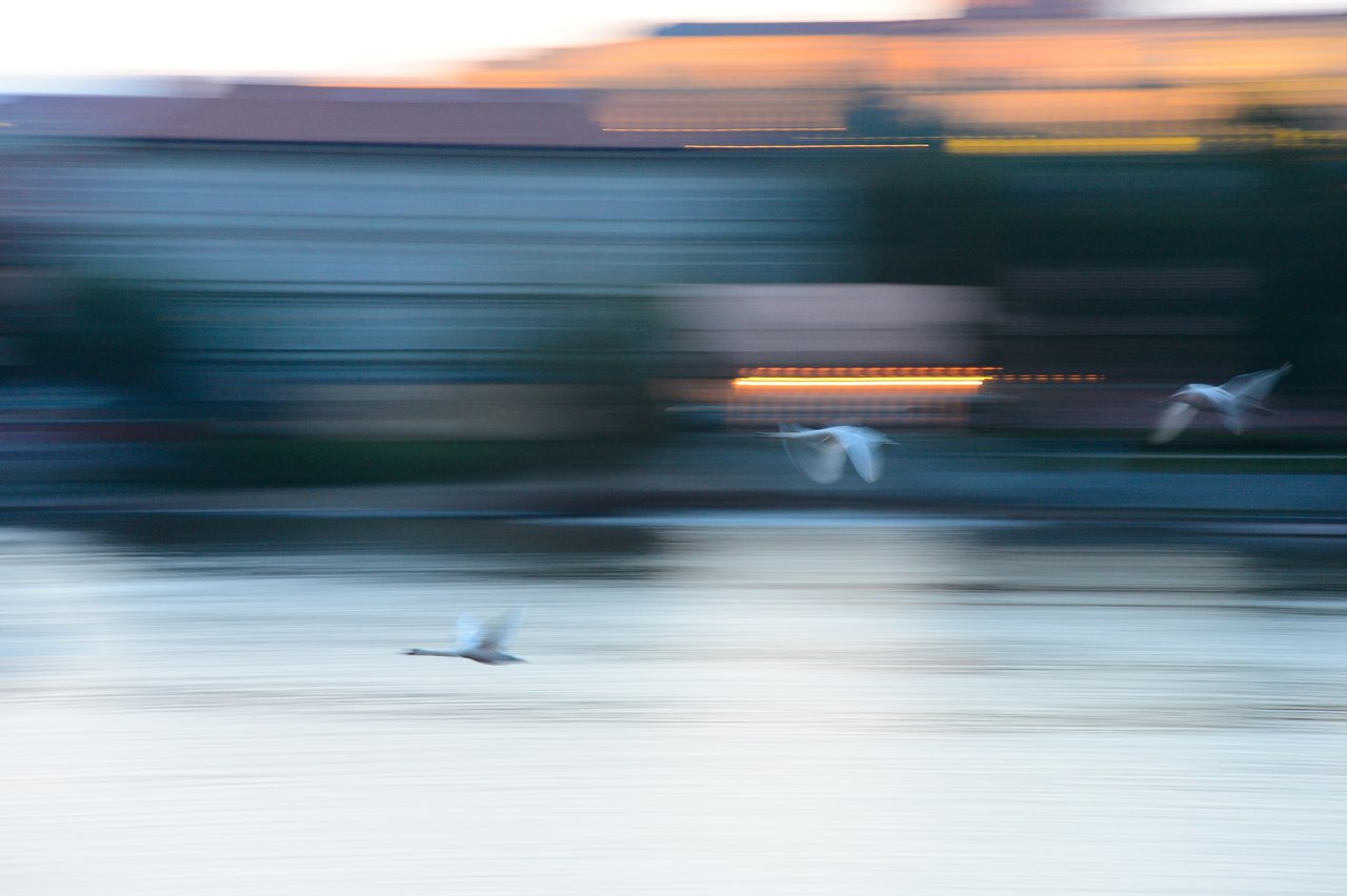 Three birds in flight over a river with a blurred cityscape in the background.