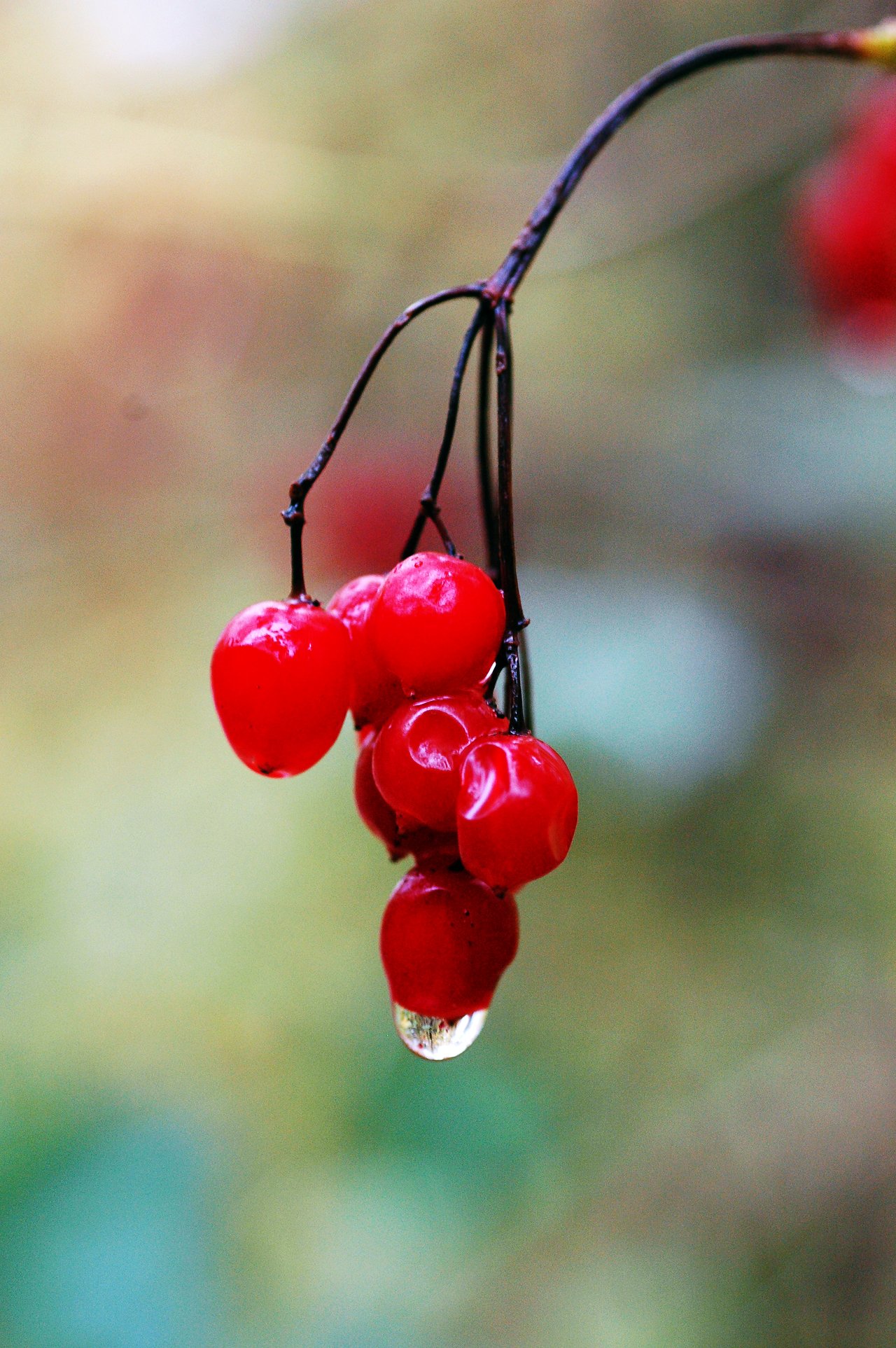 A cluster of red berries hangs from a thin branch, with a water droplet forming on the lowest berry.