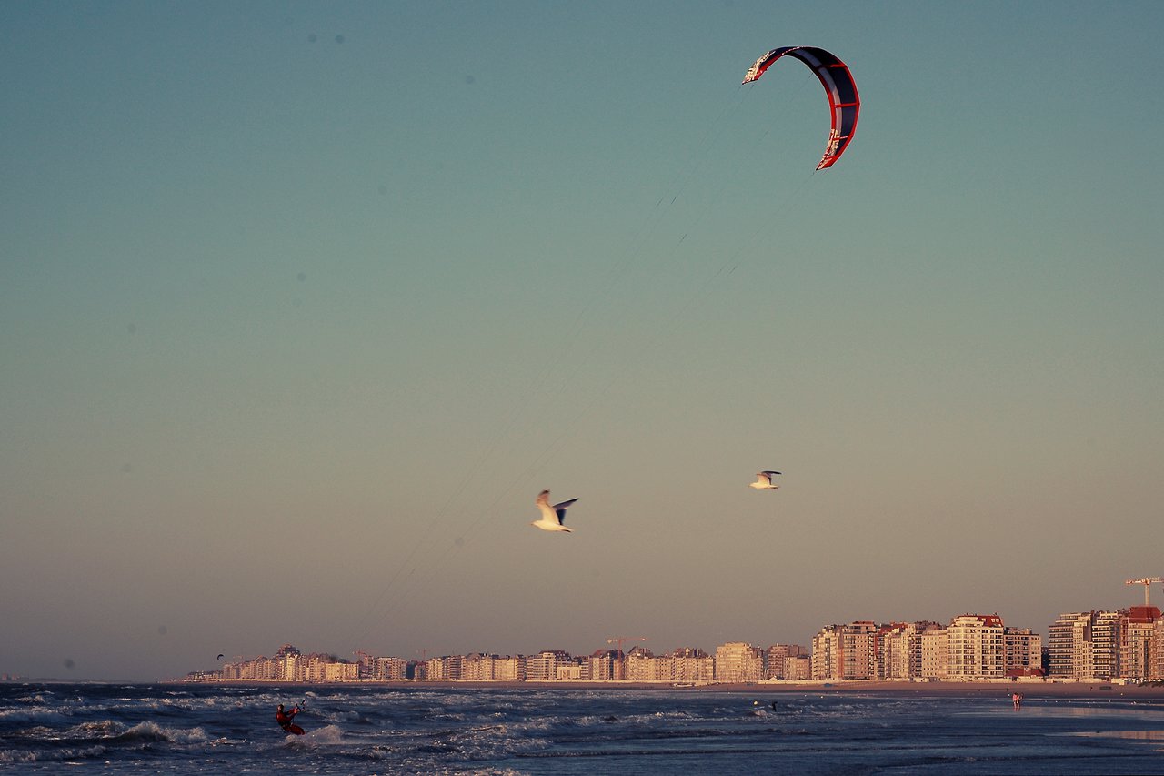 A person kiteboarding on the ocean with a red and black kite, while two birds fly nearby.