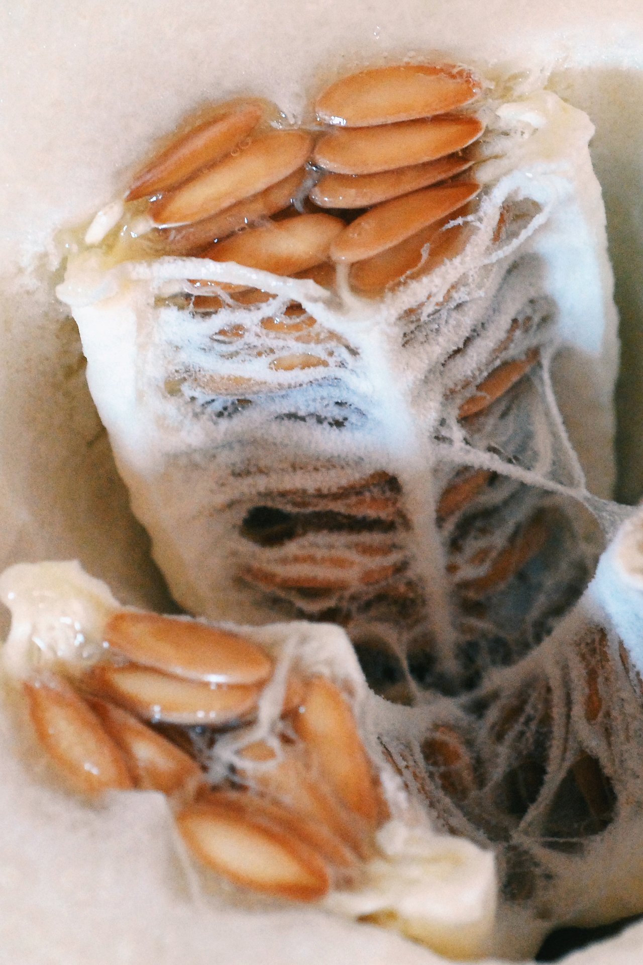 Close-up of a sliced melon showing its seeds and fibrous inner texture.