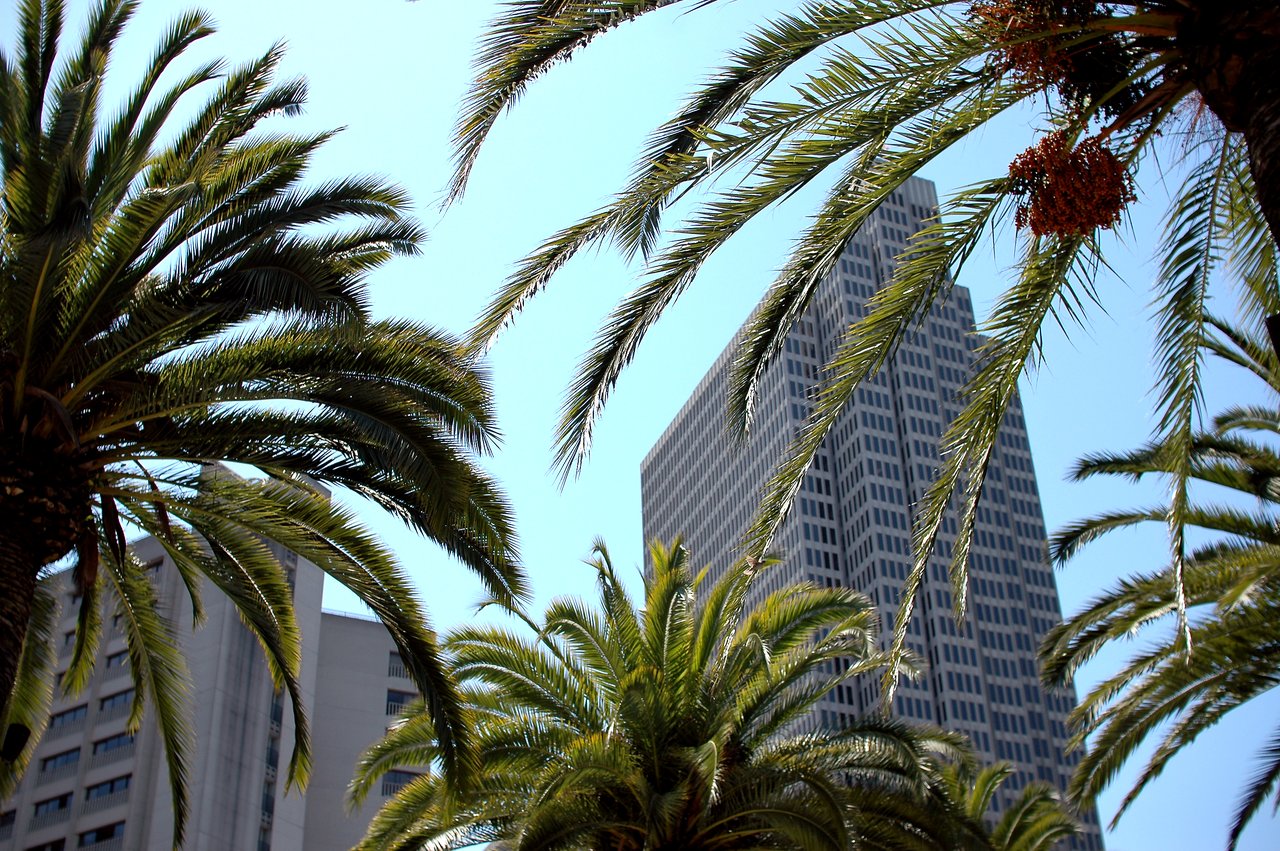 Tall modern buildings in San Francisco framed by green palm trees against a clear blue sky.