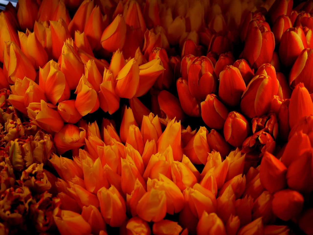 Bright orange and red tulips tightly arranged in a display at a public farmers market.