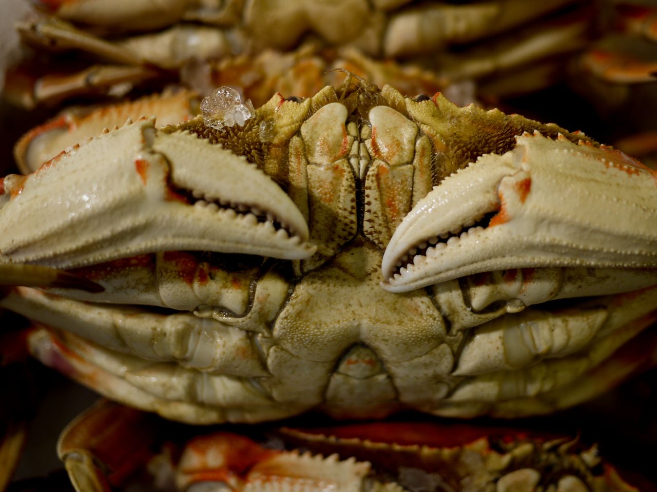 Close-up of a stacked pile of fresh crabs with ice on their shells at a public farmers market.