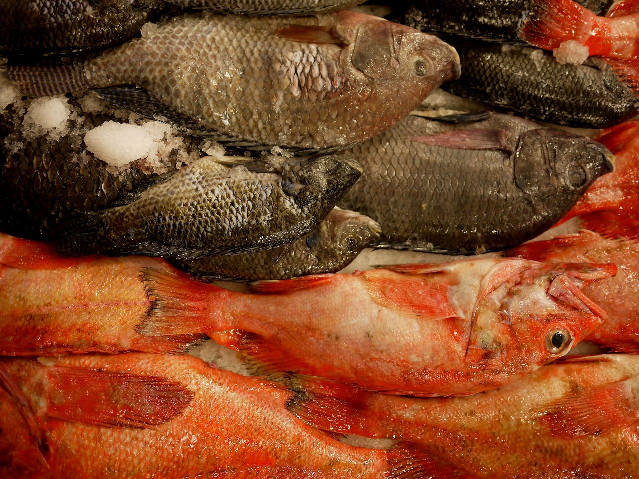 Fresh fish on display at a public farmers market, arranged in rows with ice on top.