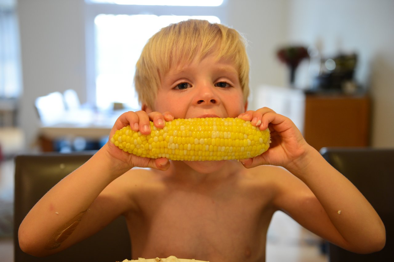 A young child eats a large ear of corn while sitting at a table indoors.