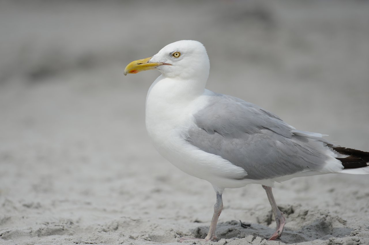A seagull stands on a sandy beach, looking to the side.