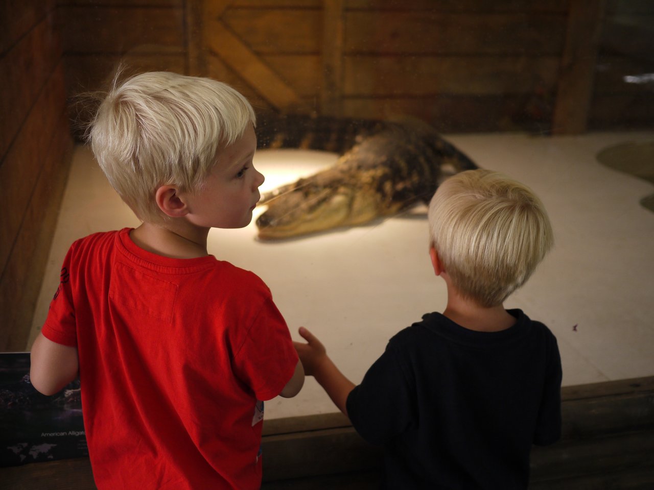 Two young boys with blonde hair observe an alligator inside a glass enclosure at an indoor exhibit.