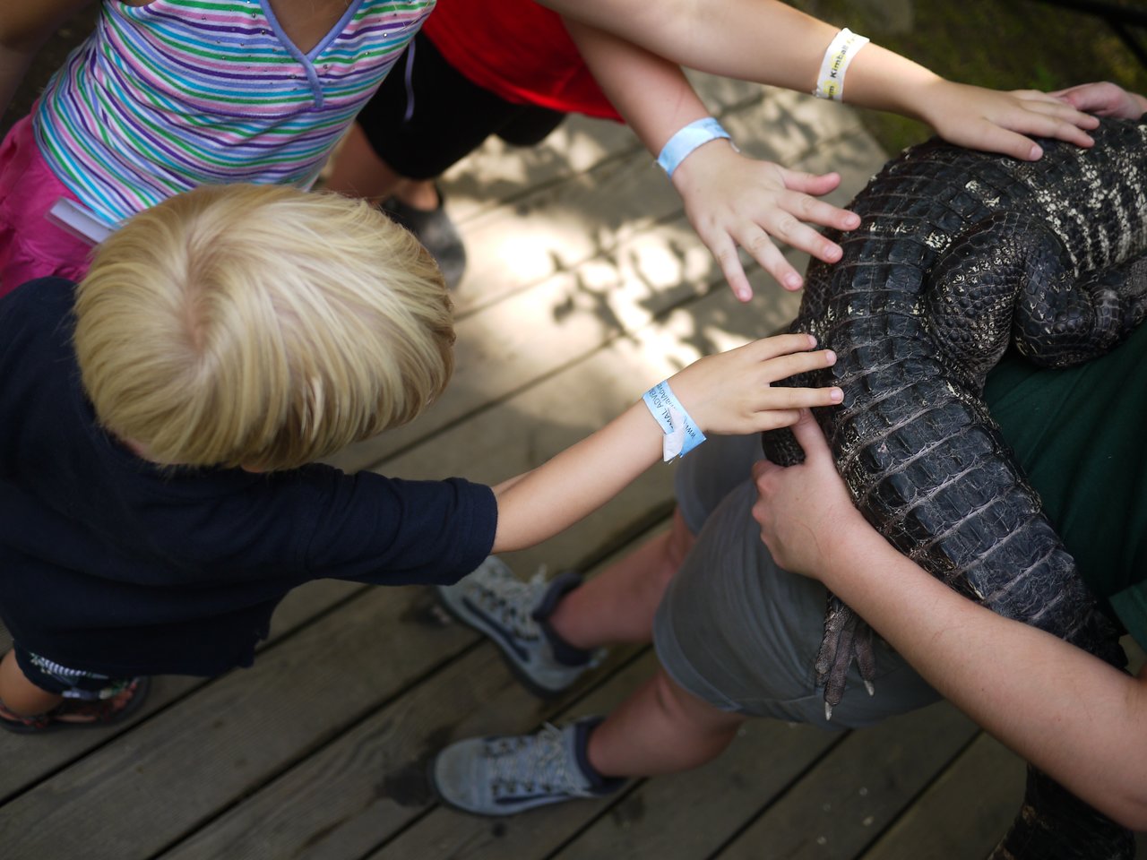 Children wearing wristbands reach out to touch a small alligator held by an adult on a wooden deck.