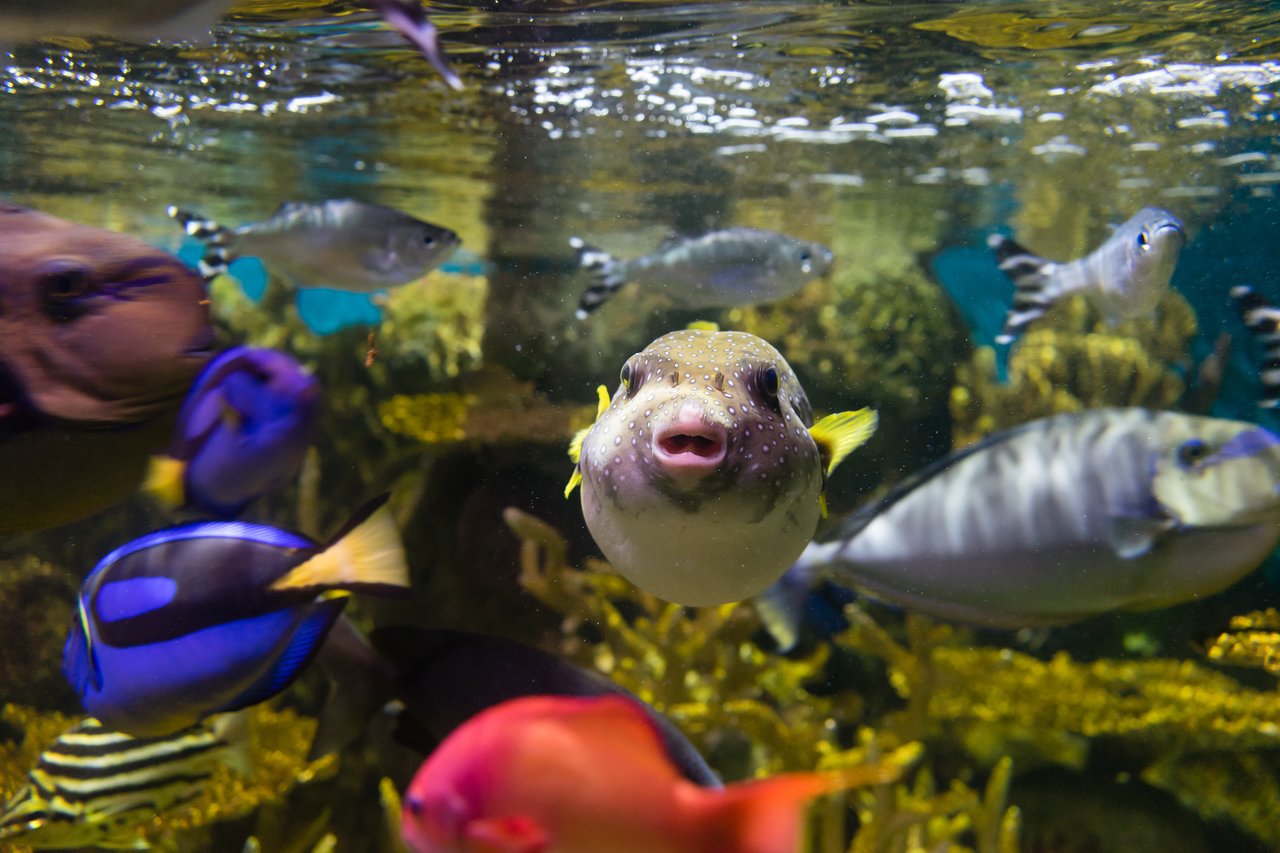 A pufferfish swims toward the camera in a colorful aquarium with various fish in the background.
