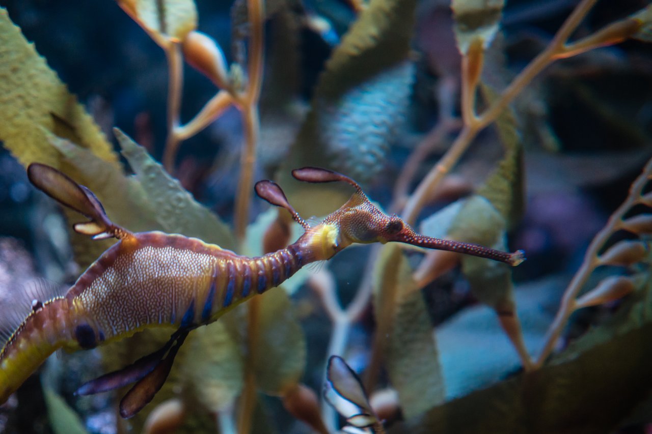 A leafy sea dragon swims among underwater plants at the Boston Aquarium.