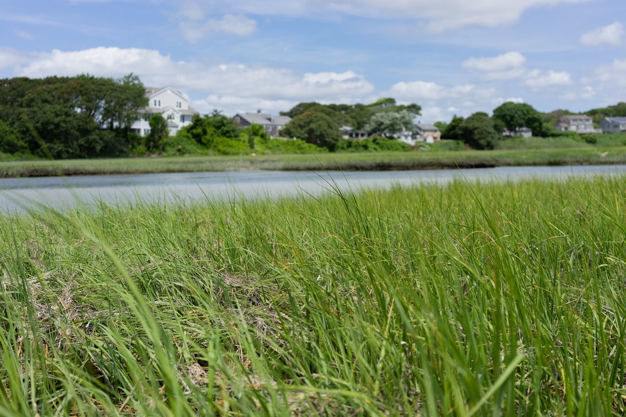 Tall green grass in the foreground with calm water and houses in the background under a partly cloudy sky.