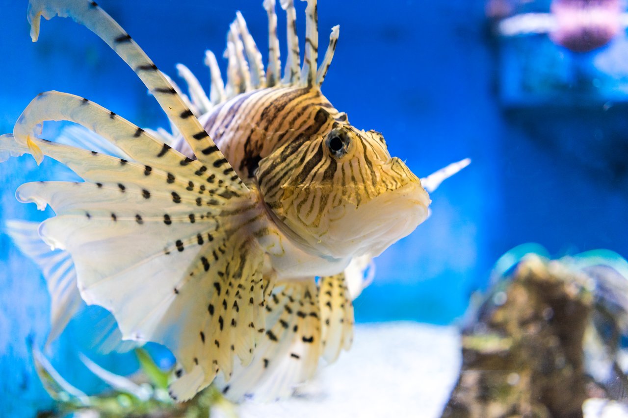 A lionfish swims in a blue-lit aquarium, displaying its striped body and wide, spiky fins.