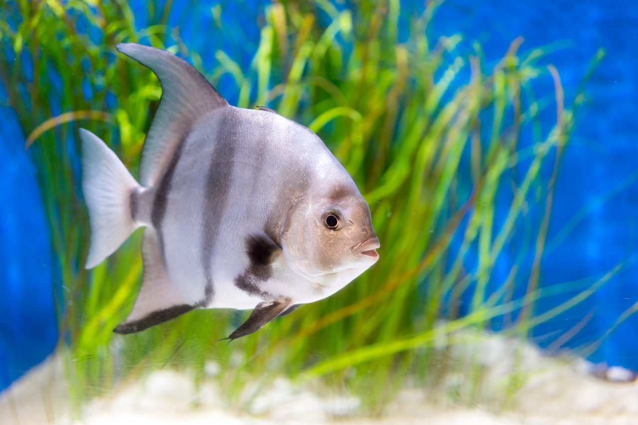 A striped fish swims in a clear aquarium with green plants and a blue background.