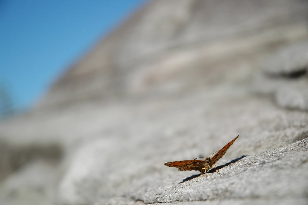 A butterfly with open wings sits on a rock under a clear blue sky.