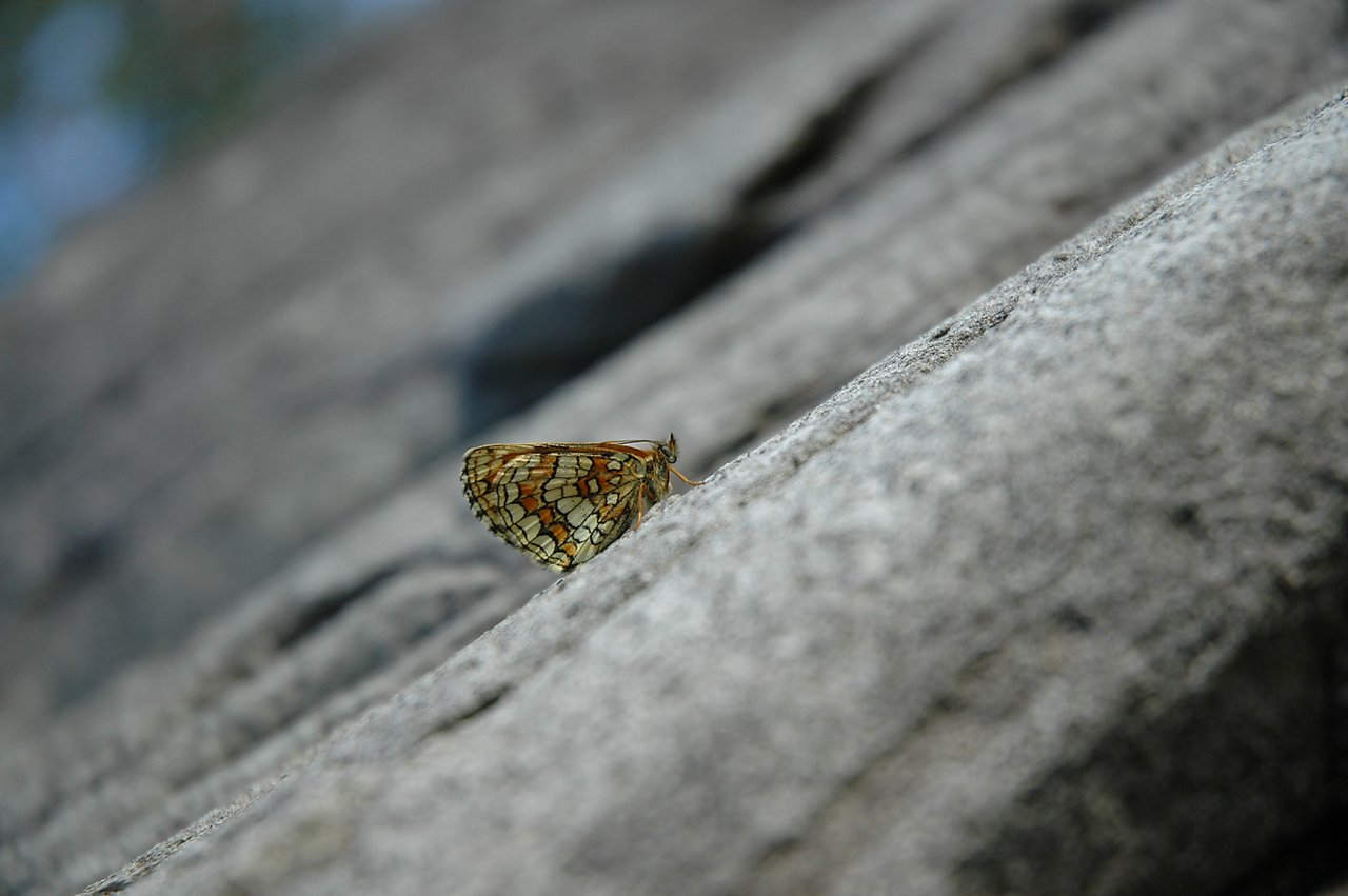 A butterfly with patterned wings rests on a gray rock.