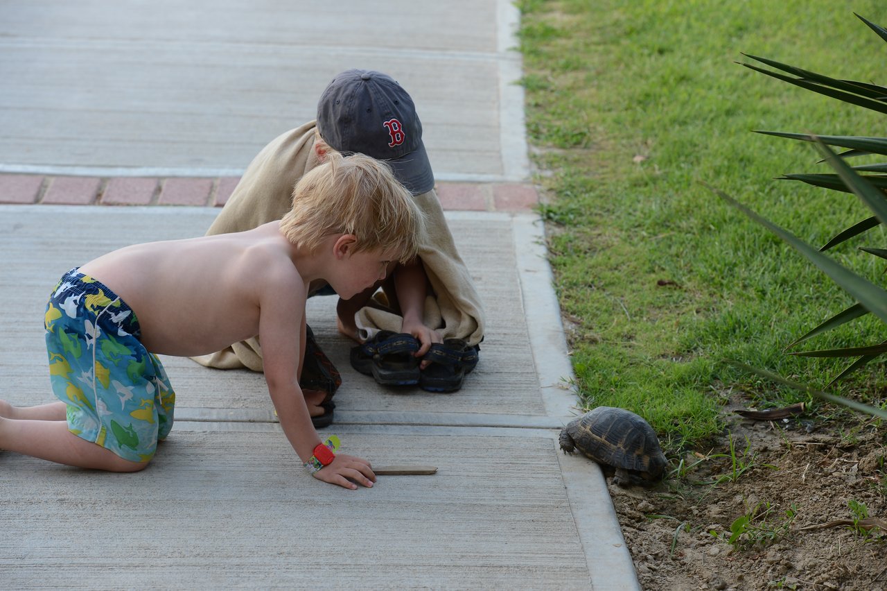 Two children crouch on a sidewalk, watching a small turtle near the grass.