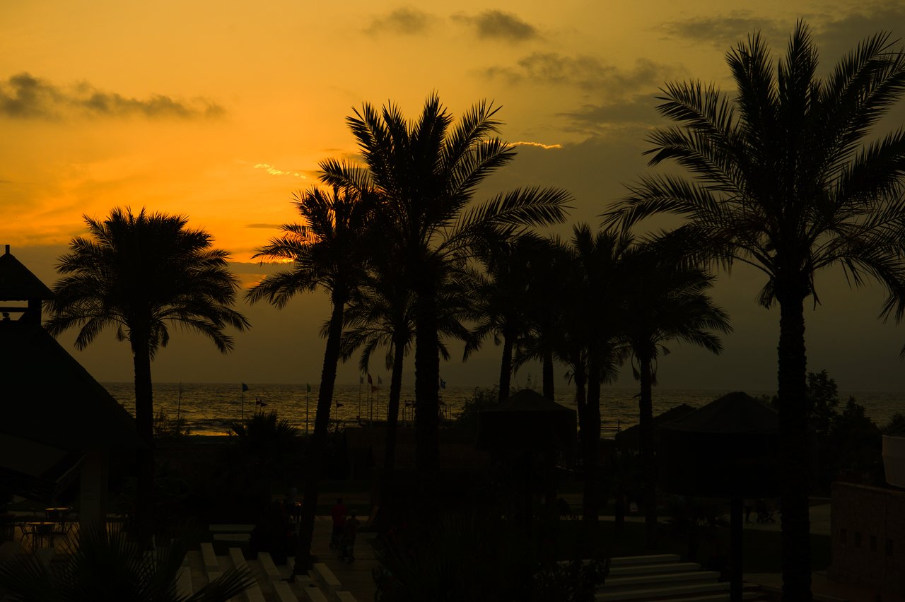 Palm trees silhouetted against an orange sunset sky near the sea in Turkey.