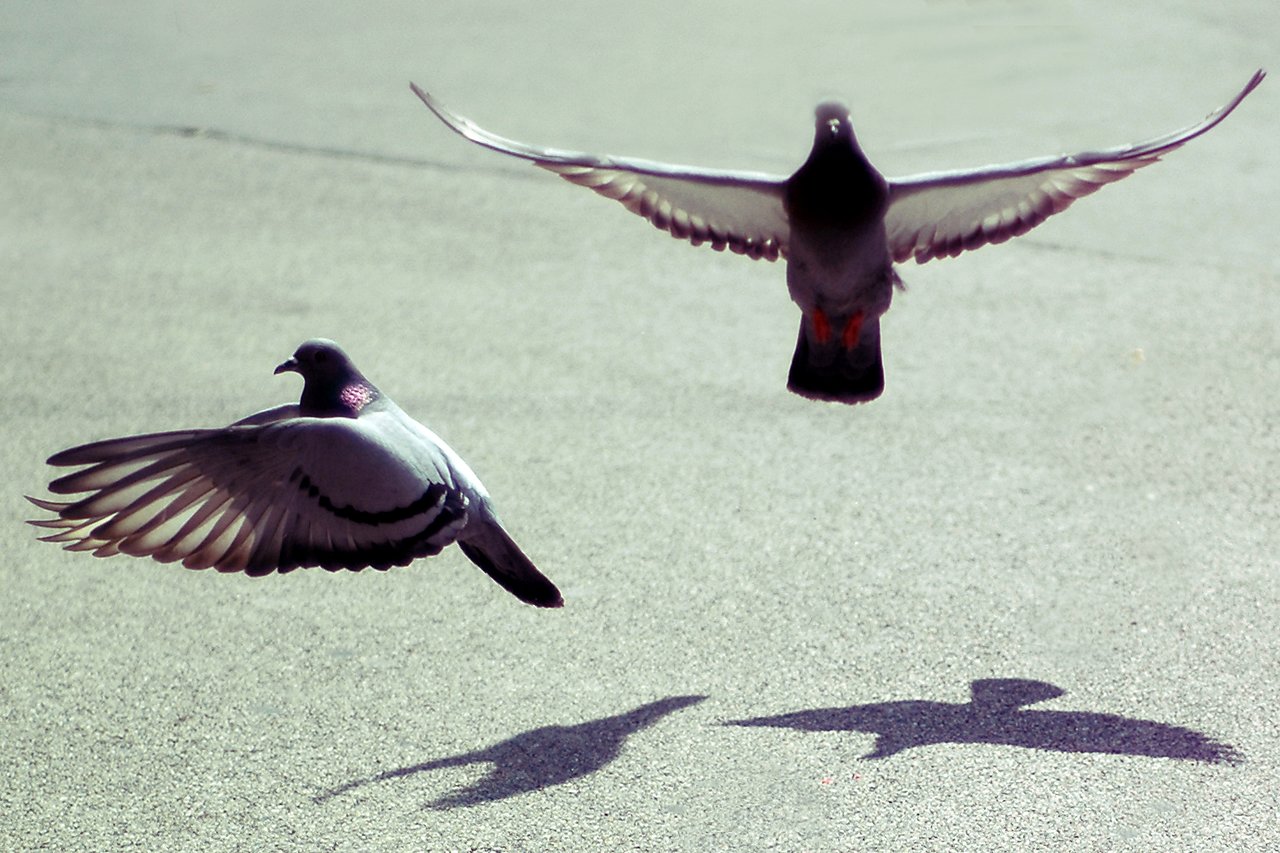 Two pigeons flying with wings spread wide, casting distinct shadows on the ground.