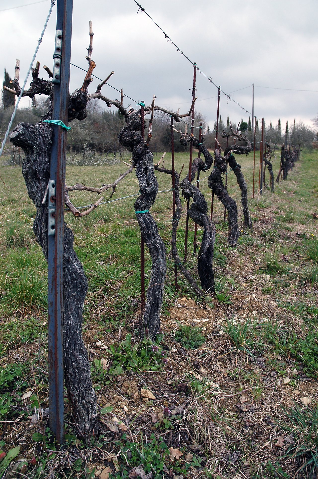 Rows of pruned grapevines supported by metal posts and wires in a vineyard with grass and soil beneath.