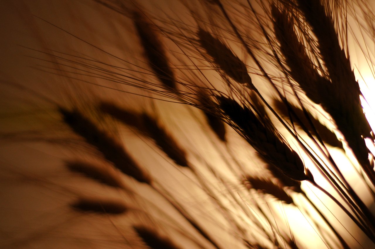 Close-up of wheat stalks in silhouette against warm light, showing detailed grains and fine strands.