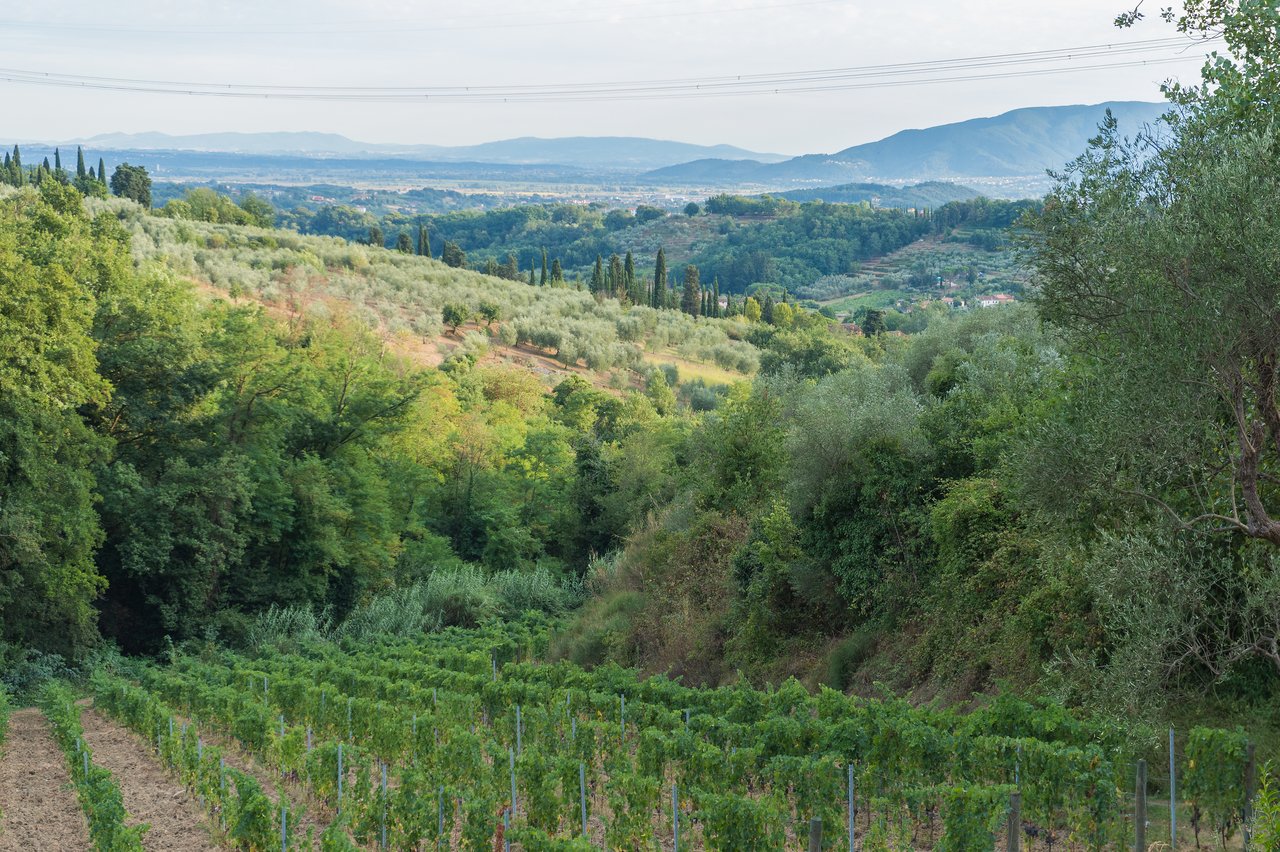 A vineyard on a hillside with green trees, rolling hills, and distant mountains in the background.