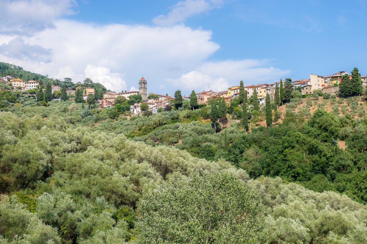 A hillside village with colorful buildings and a bell tower overlooks a dense grove of olive trees.