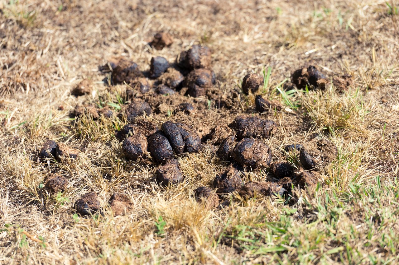 A pile of wild horse manure on dry grass in an outdoor setting.