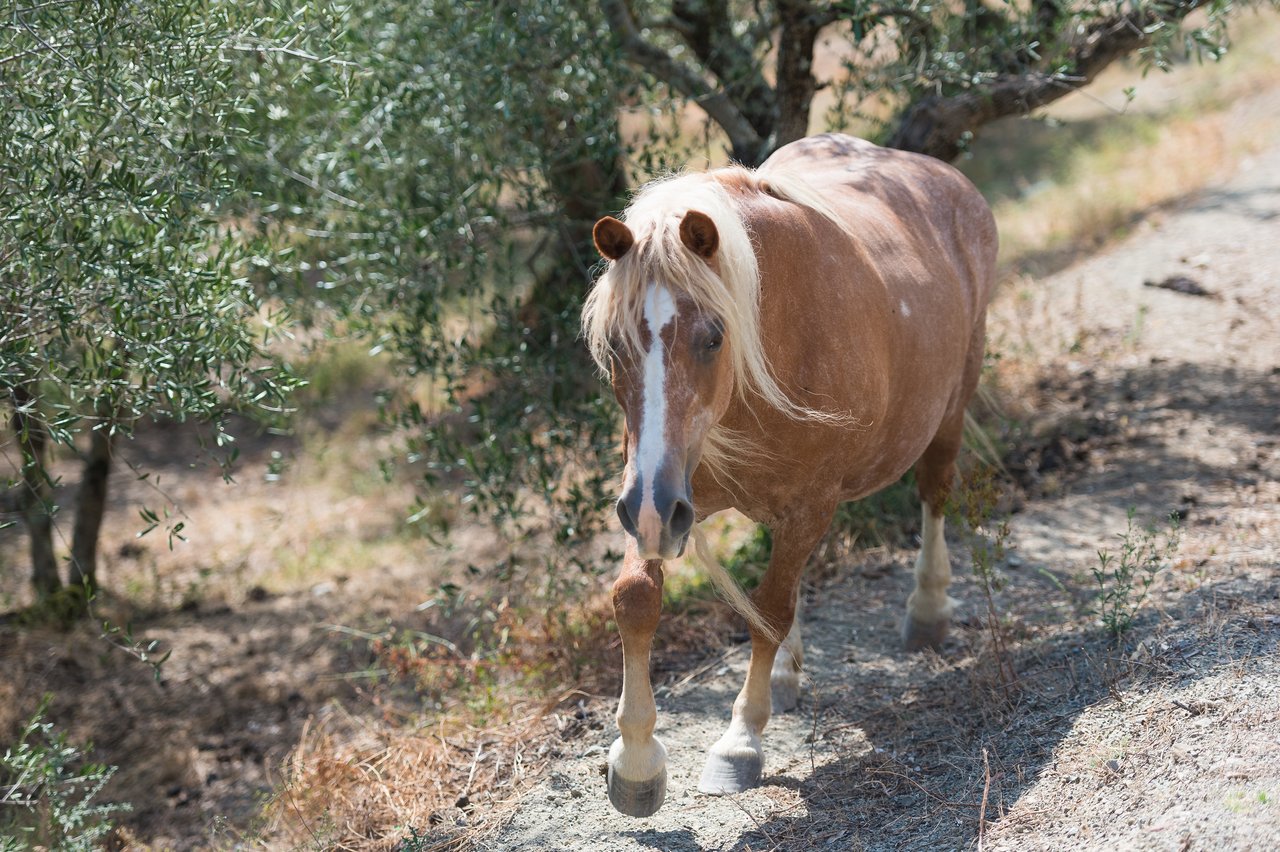 A brown horse with a white mane walks along a dirt path surrounded by trees and dry grass.