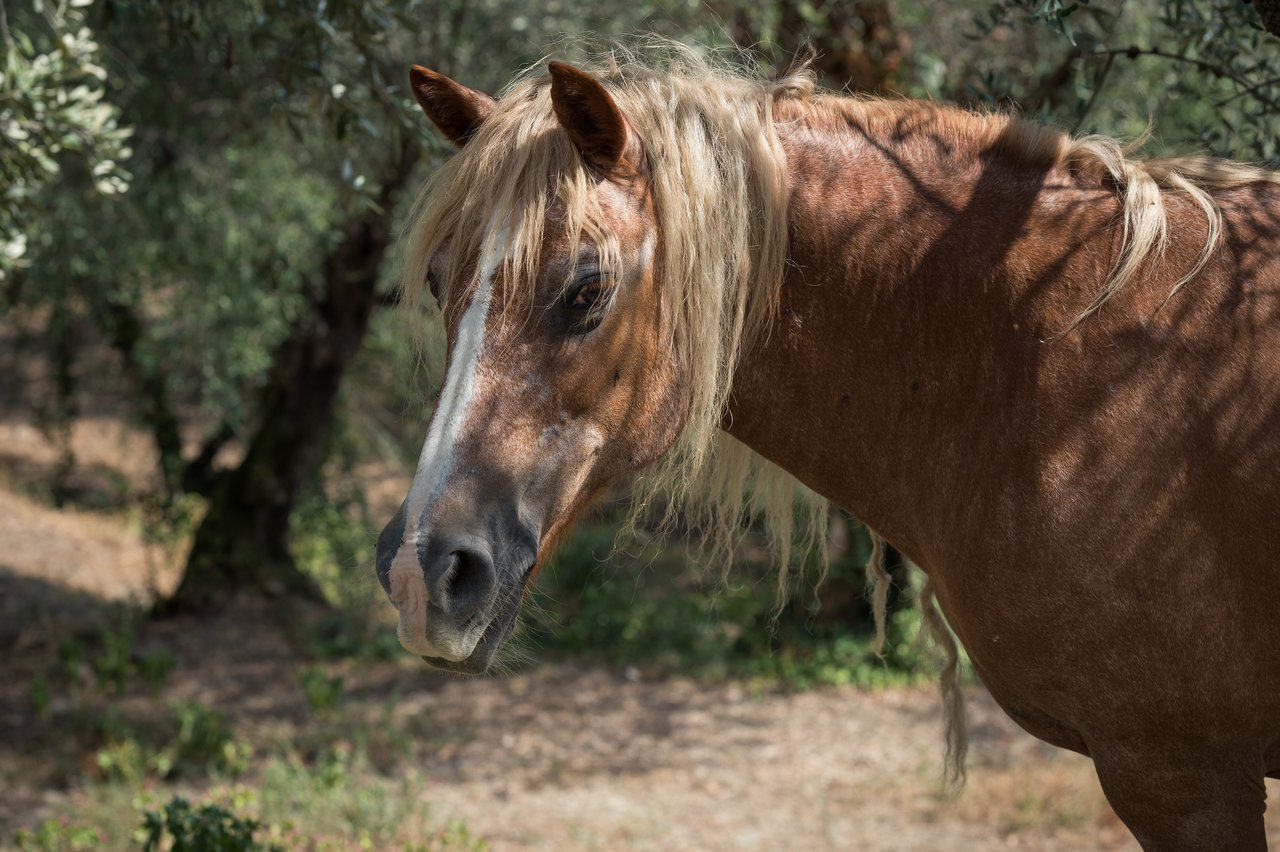 A brown horse with a long, light-colored mane stands in a shaded, wooded area during the daytime.