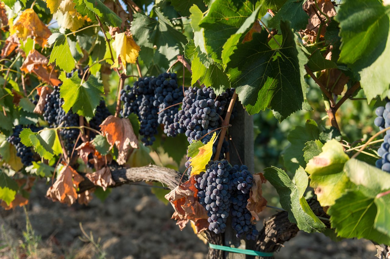Dark purple grapes hanging from a vine with green and brown leaves in a vineyard.