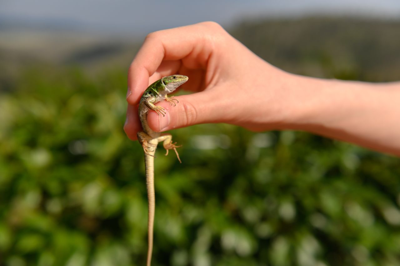 A person holds a small green lizard gently between their fingers, with its long tail hanging down.
