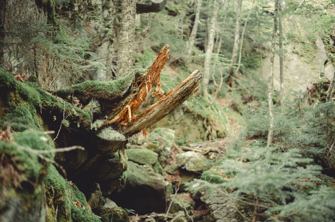 A broken tree trunk covered in moss resembles an open-mouthed crocodile in a dense forest.